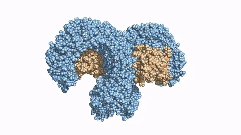 Toll-like receptor (TLR4), rotating space-filling model Stock Footage 73040889