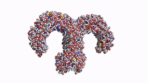 Toll-like receptor (TLR4), rotating space-filling model Stock Footage 73042247