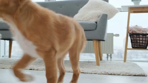 Toller puppies running while holding toys Stock Footage 162249452