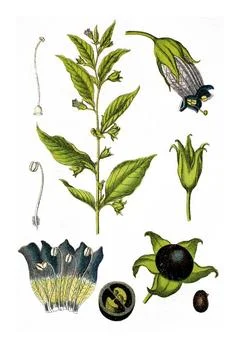 Tollkirsche, Atropa belladonna, Heil- und Nutzpflanzen, historisches Chrom... Stock Photos