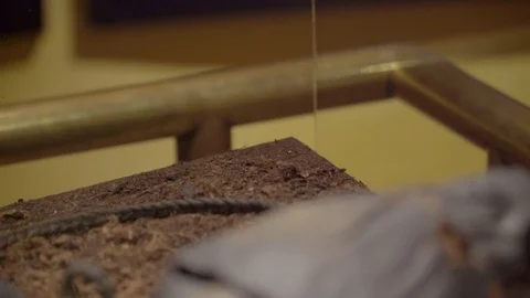 Tollund Man Video stock 83236175