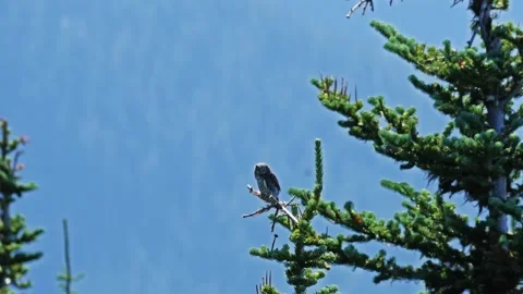 Tolmie Peak Trail, Mount Rainier National Park Small Bird Perched on Spruce Bran Stock Footage 332084238