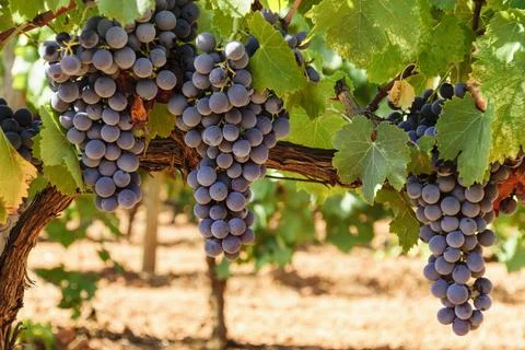 Tolo Balaguer Field of vines, Santa Maria, Majorca, Balearic Islands, Spai... Stock Photos