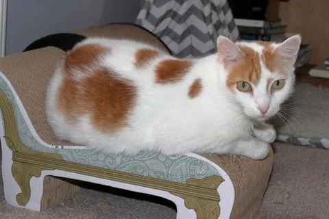 Tom the Cat Finding Serenity on Window Sill and Couch Stock Photos