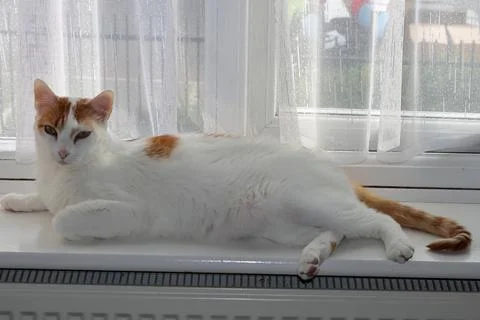 Tom the Cat Finding Serenity on Window Sill and Couch Stock Photos
