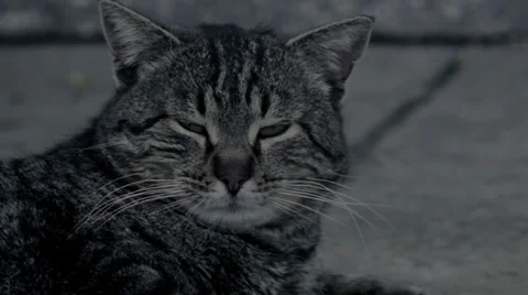 Tom cat Video stock 34424538