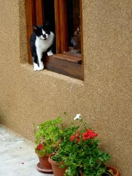 Tom cat Stock Photos