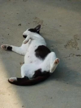 Tom cat Stock Photos