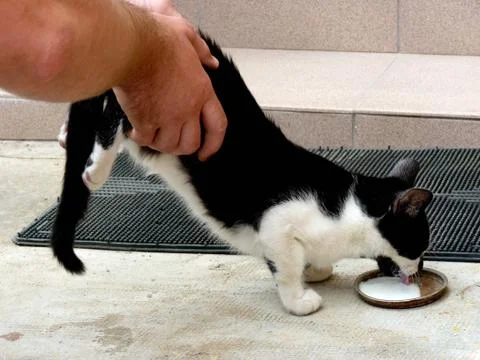 Tom cat Stock Photos