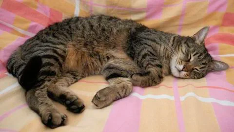 Tom cat sleeps on a comfortable bed. Stock Photos