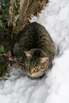 Tom cat in the snow. Stock Photos