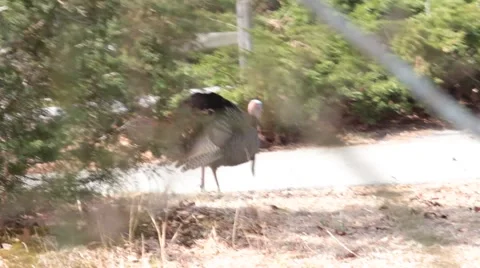 Tom Turkey Cape Cod Stock Footage 47493307