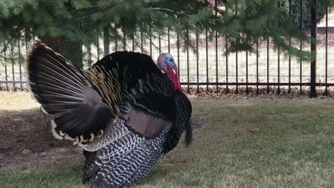 Tom turkey coming to full strut 스톡 동영상 204382506
