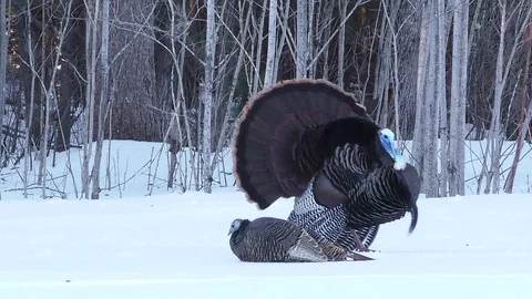 Tom Turkey Does Mating Dance for Uninterested Hen Stock Footage 106601986