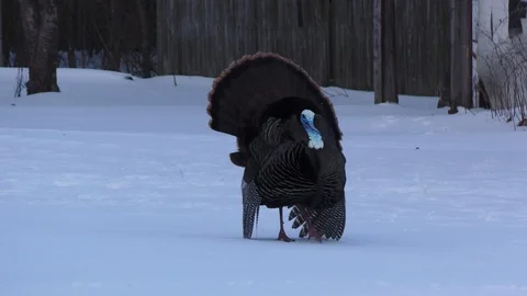 Tom Turkey Does Mating Dance for Hen Stock Footage 106602785
