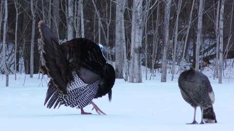 Tom Turkey Doing Mating Dance Stock Footage 106600382