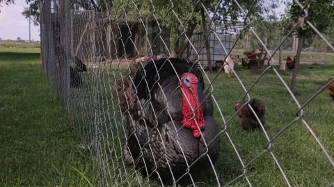 Tom-Turkey near the Wire in the Garden Stock Footage 100190884