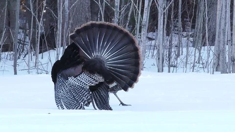Tom Turkey Performs Mating Dance for Hen Stock Footage 106601360