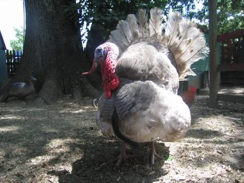 Tom Turkey Stock Photos