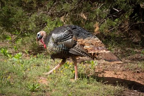 Tom Turkey Stock Photos