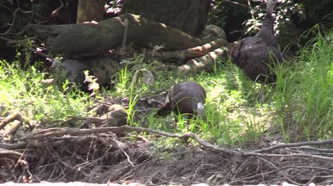 Tom turkey walking along river Stock Footage 53311124