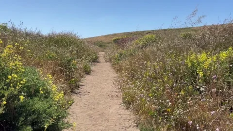 Tomales Point Trail Point Reyes Video stock 279766145