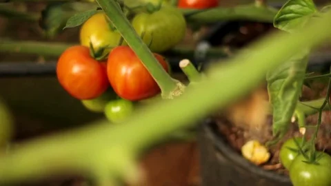 Tomaotes on a bush Stock Footage 83424938