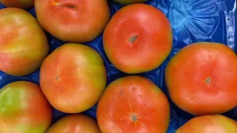 Tomate arranged in a crate Stock Footage 279775168