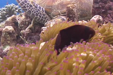 Tomate Cheek Clownfish Stock Footage 1088407