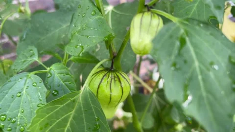 Tomatillo closeup, front yard garden farming Stock Footage 208308532