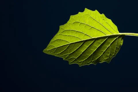 Tomatillo Leaf against a dark background Foto stock