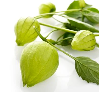 Tomatillo Stock Photos