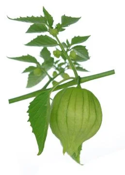 Tomatillo; Stock Photos