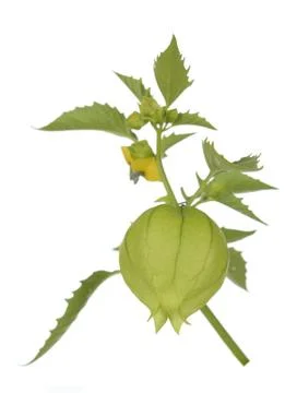 Tomatillo; Stock Photos