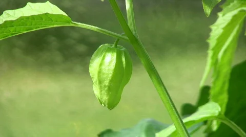 Tomatillo Plant 動画素材 476302