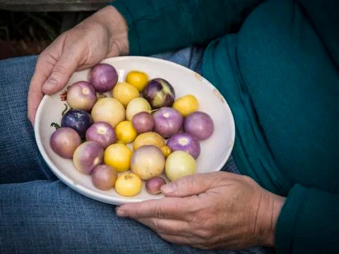 Tomatillo Rainbow 写真素材