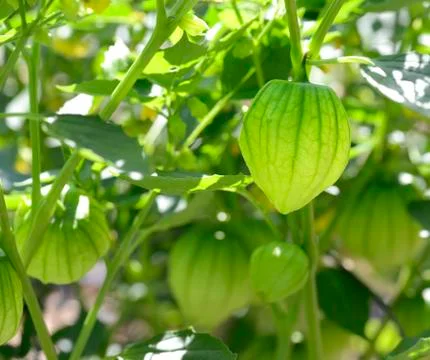 Tomatillos Stock Photos