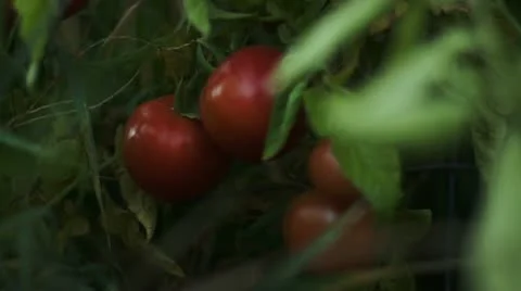 Tomato 00000 Video stock 12157073