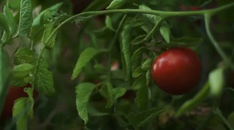 Tomato 00001 Video stock 12157044