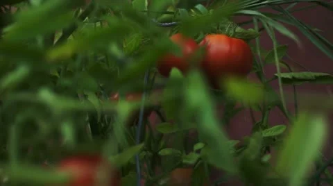 Tomato 00002 Stock Footage 12157005