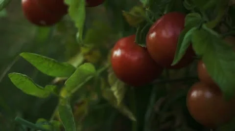 Tomato 00003 Stock Footage 12156977