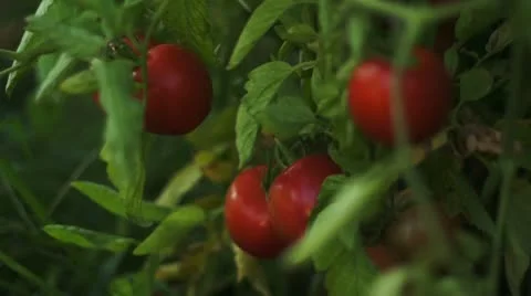 Tomato 00004 Stock Footage 12156948