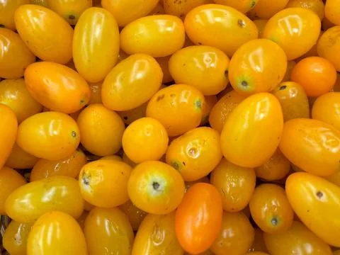 Tomato-1 (2) Stock Photos