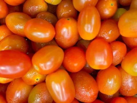 Tomato-1 (3) Stock Photos