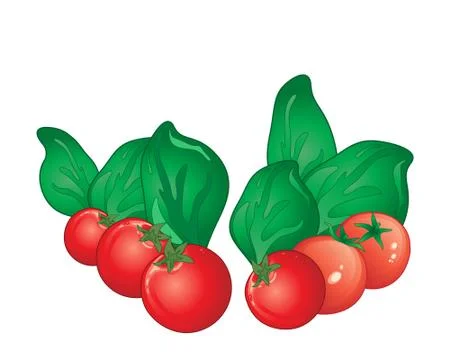 Tomato and basil Illustrazione stock