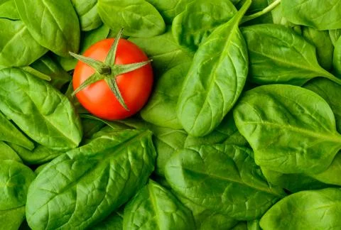 Tomato and basil Stock Photos