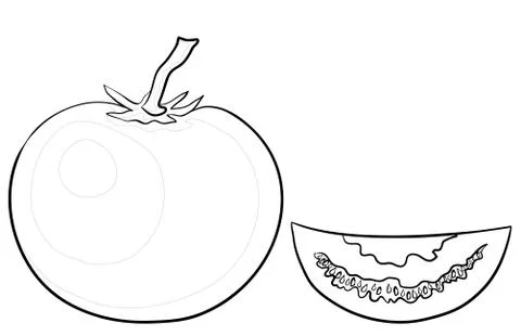 Tomato and segment, contours Stock Illustration