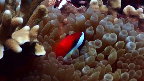 Tomato anemone fish 4K Stock Footage 331276527