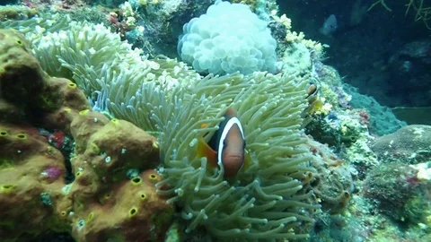 Tomato anemone fish in slow motion Stock Footage 114992973