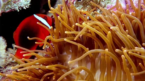 Tomato anemone with large fish Stock Footage 307148933